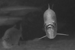 Tarpon. by David Heidemann 